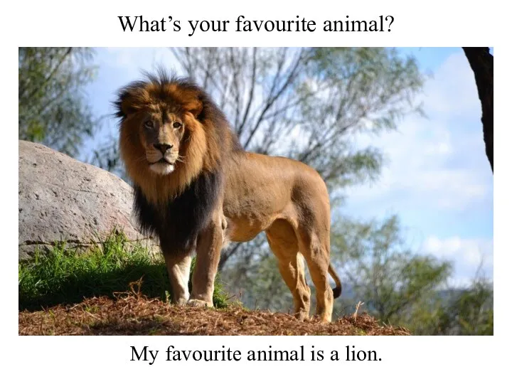 What’s your favourite animal? My favourite animal is a lion.
