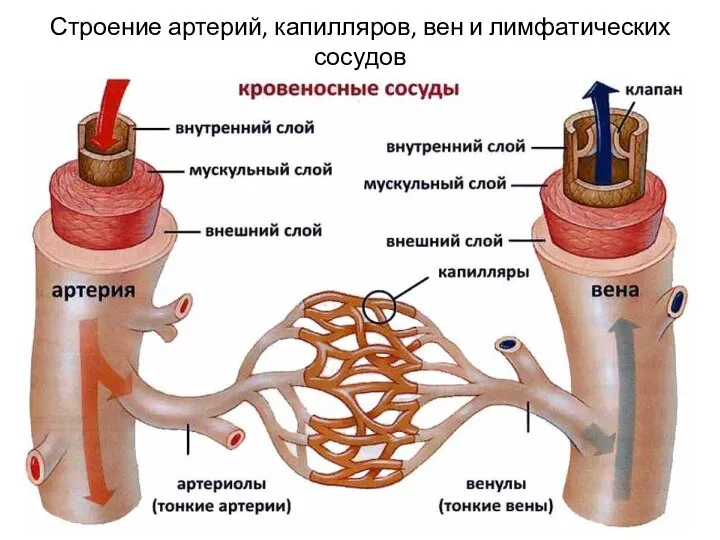 Строение артерий, капилляров, вен и лимфатических сосудов