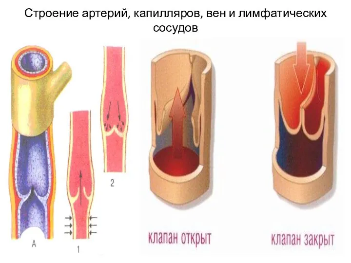 Строение артерий, капилляров, вен и лимфатических сосудов