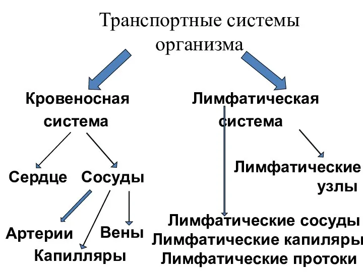 Транспортные системы организма Кровеносная Лимфатическая система система Лимфатические узлы Лимфатические сосуды Лимфатические