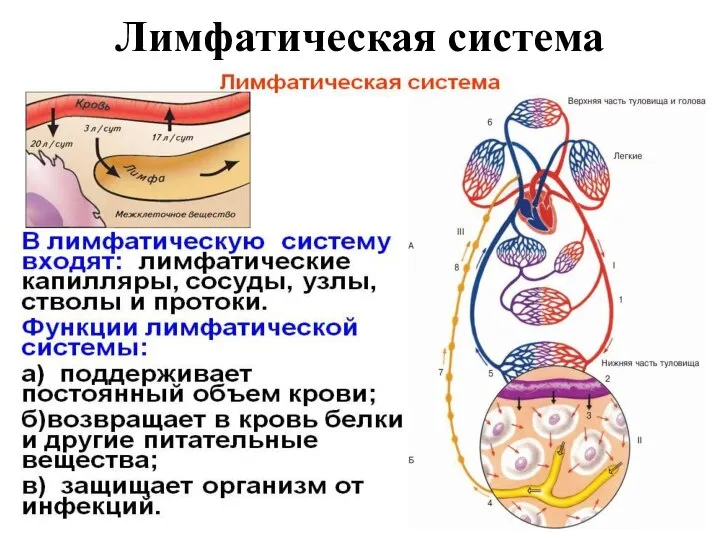 Лимфатическая система