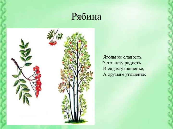 Рябина Ягоды не сладость, Зато глазу радость И садам украшенье, А друзьям угощенье.