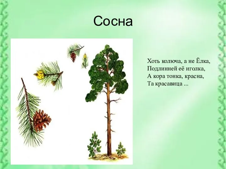 Сосна Хоть колюча, а не Ёлка, Подлинней её иголка, А кора тонка, красна, Та красавица ...