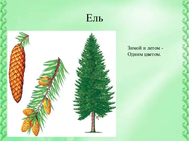 Ель Зимой и летом - Одним цветом.