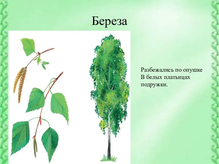 Береза Разбежались по опушке В белых платьицах подружки.