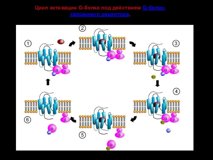 Цикл активации G-белка под действием G-белок-связанного рецептора.