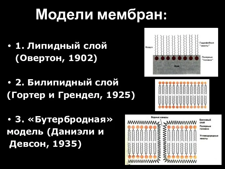 Модели мембран: 1. Липидный слой (Овертон, 1902) 2. Билипидный слой (Гортер и