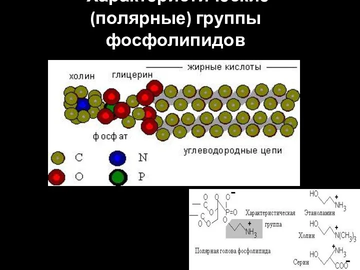 Характеристические (полярные) группы фосфолипидов