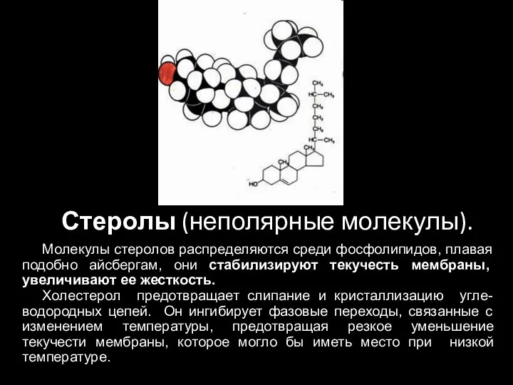 Стеролы (неполярные молекулы). Молекулы стеролов распределяются среди фосфолипидов, плавая подобно айсбергам, они