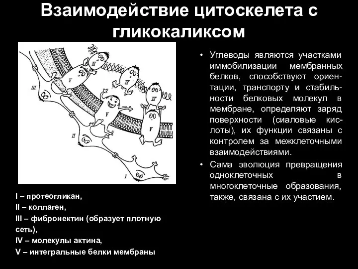 Взаимодействие цитоскелета с гликокаликсом I – протеогликан, II – коллаген, III –