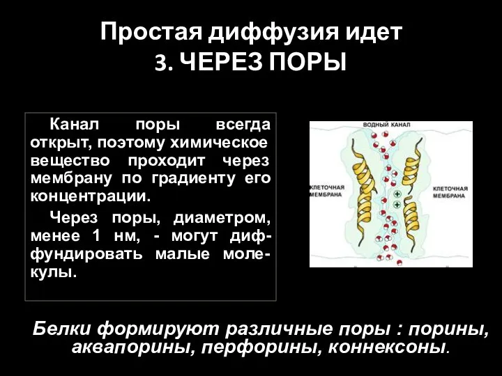 Простая диффузия идет 3. ЧЕРЕЗ ПОРЫ Канал поры всегда открыт, поэтому химическое