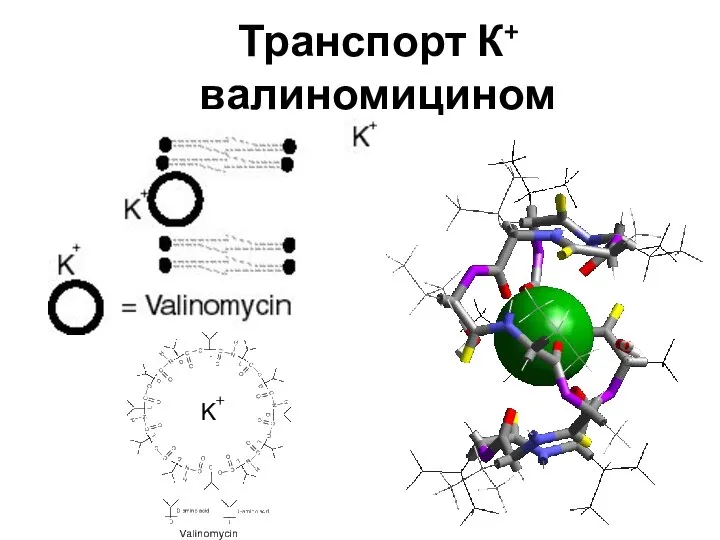 Транспорт К+ валиномицином