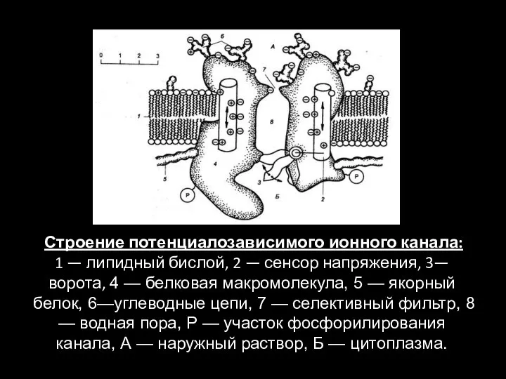 Строение потенциалозависимого ионного канала: 1 — липидный бислой, 2 — сенсор напряжения,