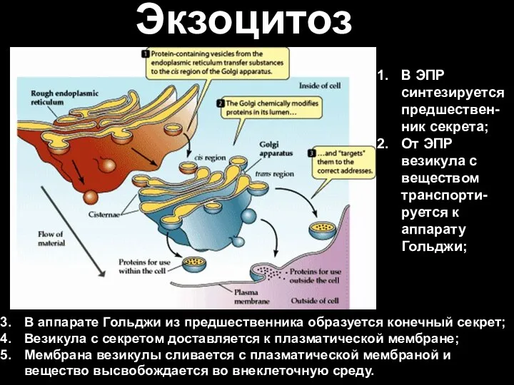 Экзоцитоз В аппарате Гольджи из предшественника образуется конечный секрет; Везикула с секретом