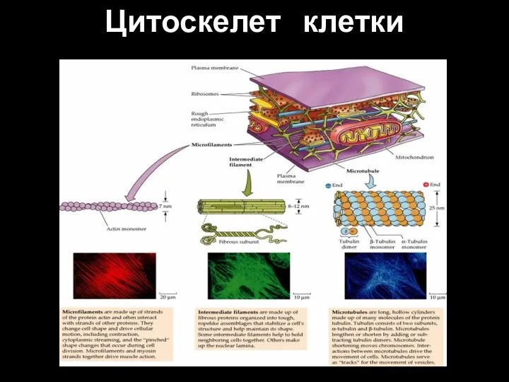 Цитоскелет клетки