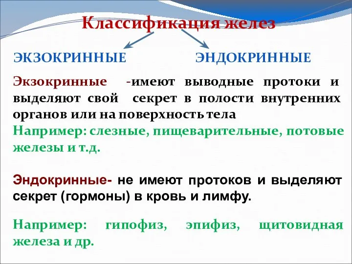 Классификация желез ЭКЗОКРИННЫЕ ЭНДОКРИННЫЕ Экзокринные -имеют выводные протоки и выделяют свой секрет