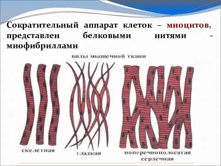 Сократительный аппарат клеток – миоцитов, представлен белковыми нитями - миофибриллами