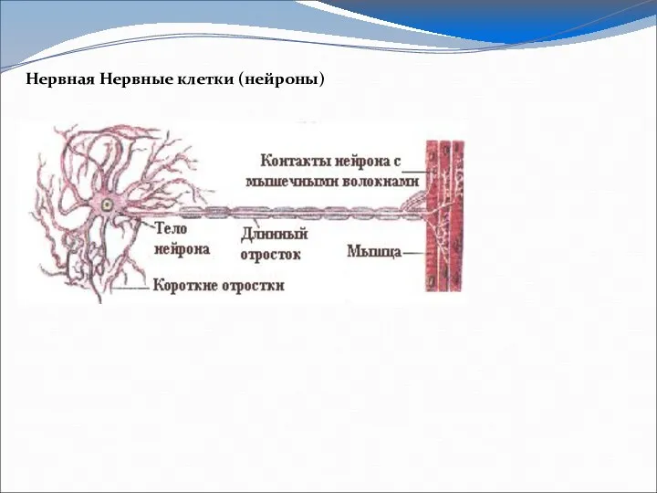Нервная Нервные клетки (нейроны)