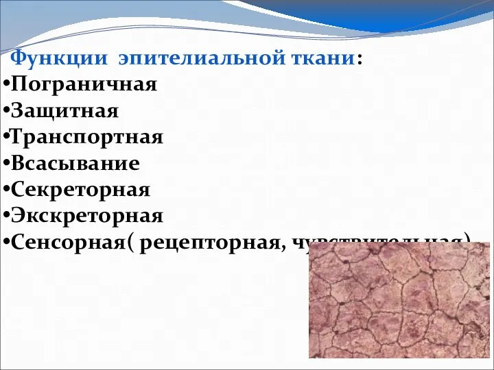 Функции эпителиальной ткани: Пограничная Защитная Транспортная Всасывание Секреторная Экскреторная Сенсорная( рецепторная, чувствительная)