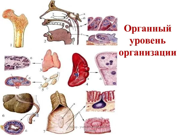 Органный уровень организации Автор - учитель биологии А.П. Кущенко