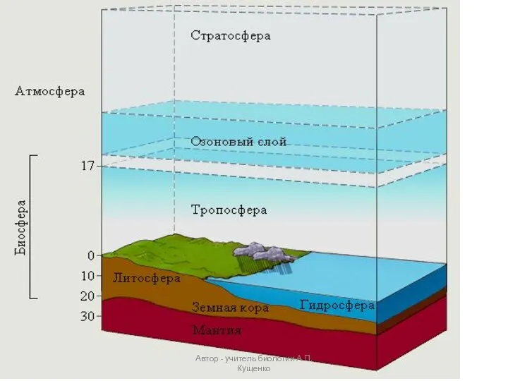 Автор - учитель биологии А.П. Кущенко