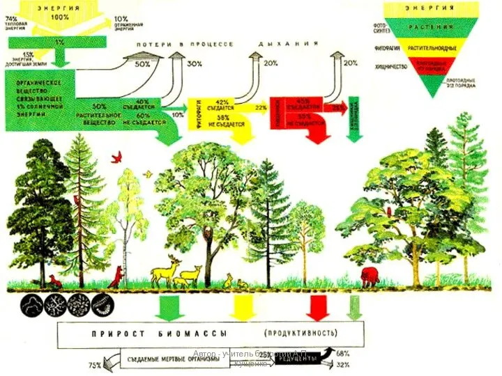 Автор - учитель биологии А.П. Кущенко