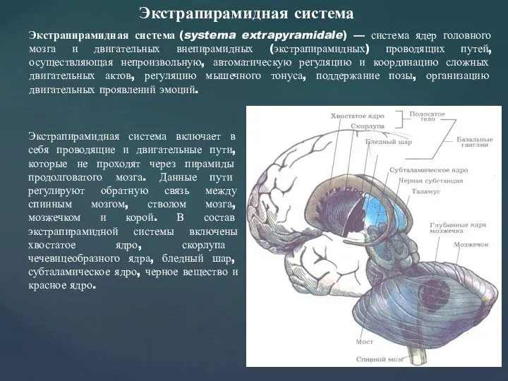 Экстрапирамидная система (systema extrapyramidale) — система ядер головного мозга и двигательных внепирамидных