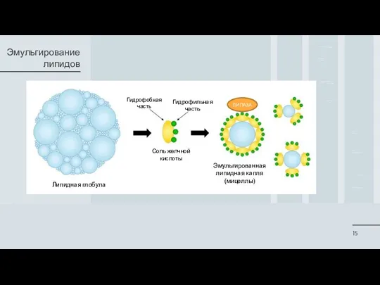 Эмульгирование липидов Эмульгированная липидная капля (мицеллы) ЛИПАЗА Липидная глобула Гидрофобная часть Гидрофильная часть Соль желчной кислоты