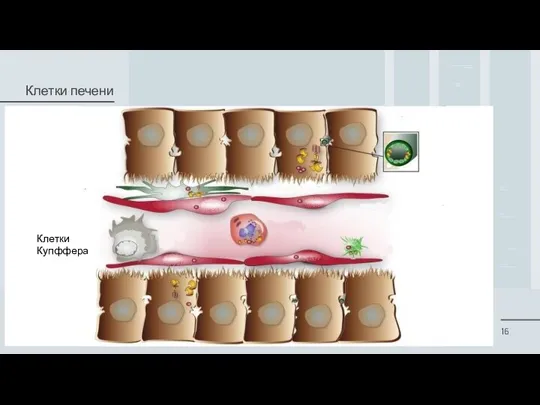 Клетки печени Клетки Купффера