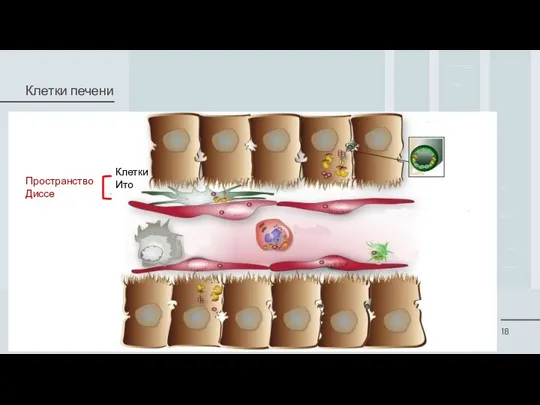 Клетки печени Клетки Ито Пространство Диссе