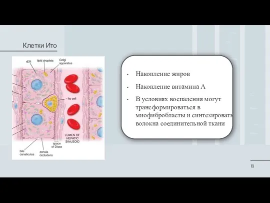 Накопление жиров Накопление витамина А В условиях воспаления могут трансформироваться в миофибробласты