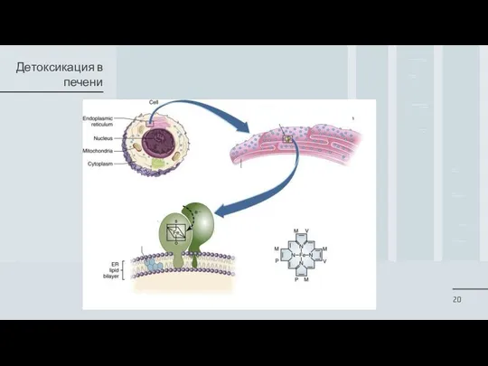 Детоксикация в печени
