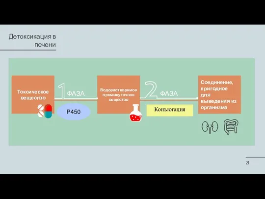 Детоксикация в печени Токсическое вещество Водорастворимое промежуточное вещество Р450 Соединение, пригодное для