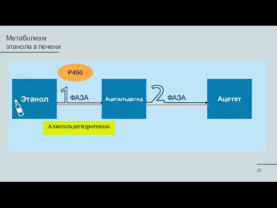 Метаболизм этанола в печени Этанол Ацетальдегид Р450 Ацетат Алкогольдегидрогеназа ФАЗА ФАЗА