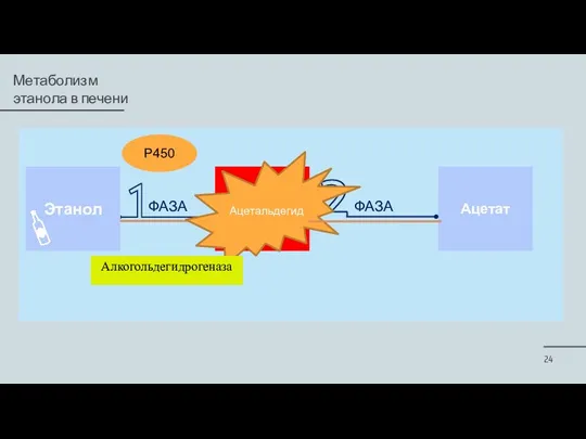 Метаболизм этанола в печени Этанол Ацетальдегид Р450 Ацетат Ацетальдегид Алкогольдегидрогеназа ФАЗА ФАЗА