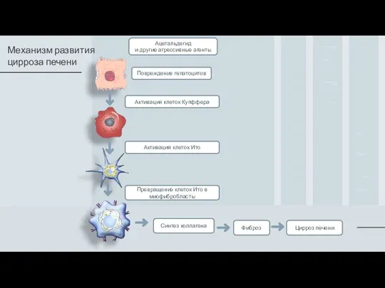 Механизм развития цирроза печени Ацетальдегид и другие агрессивные агенты Повреждение гепатоцитов Активация