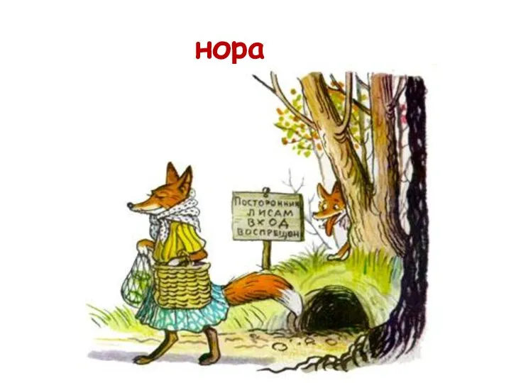 нора