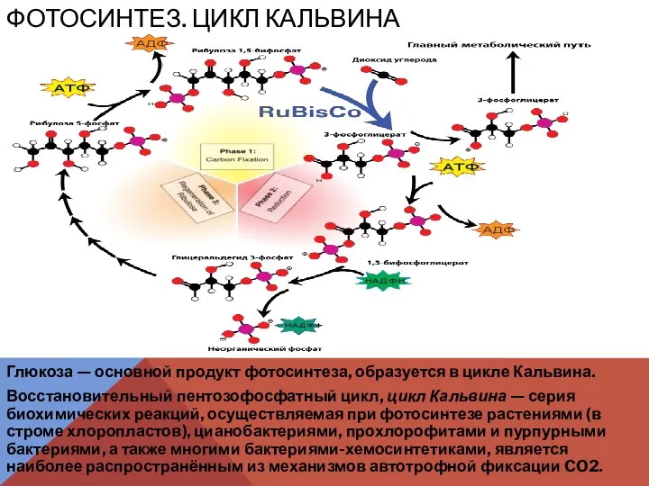 Глюкоза — основной продукт фотосинтеза, образуется в цикле Кальвина. Восстановительный пентозофосфатный цикл,