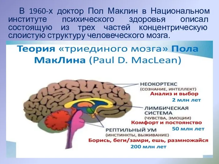 В 1960-х доктор Пол Маклин в Национальном институте психического здоровья описал состоящую
