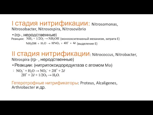 I стадия нитрификации: Nitrosomonas, Nitrosobacter, Nitrosospira, Nitrosovibrio (гр-, неродственные) II стадия нитрификации: