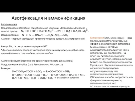 Микрококки (лат. Micrococcus) — род маленьких грамположительных сферических бактерий семейства Micrococcaceae, которые