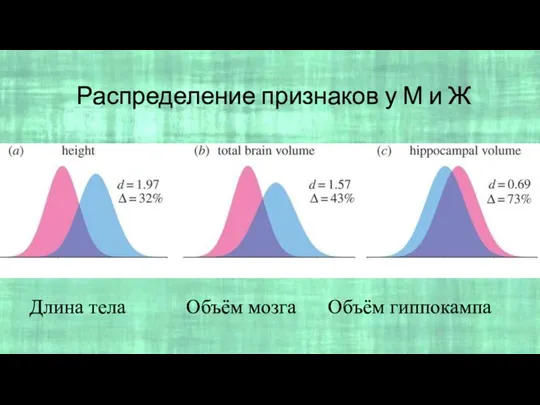 Распределение признаков у М и Ж Длина тела Объём мозга Объём гиппокампа