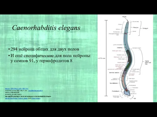 Caenorhabditis elegans 294 нейрона общих для двух полов И ещё специфические для