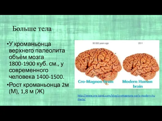 Больше тела У кроманьонца верхнего палеолита объём мозга 1800-1900 куб. см., у