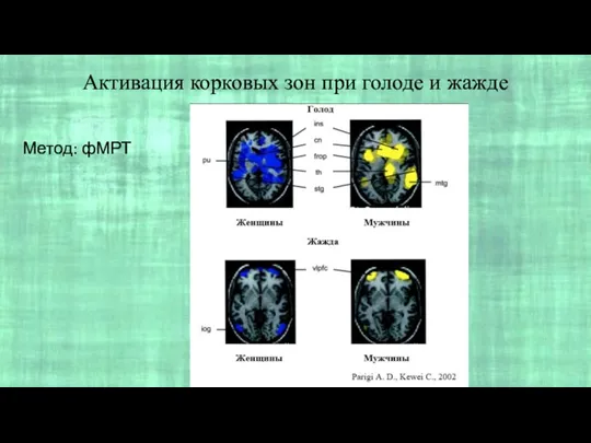 Активация корковых зон при голоде и жажде Метод: фМРТ