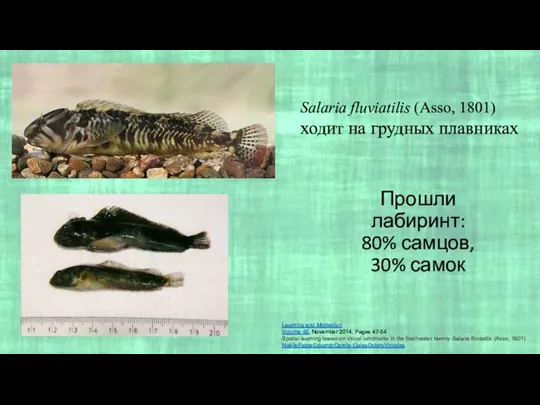 Прошли лабиринт: 80% самцов, 30% самок Salaria fluviatilis (Asso, 1801) ходит на