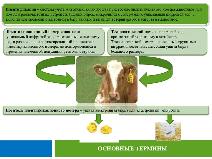 ОСНОВНЫЕ ТЕРМИНЫ Идентификация – система учёта животных, включающая присвоение индивидуального номера животным