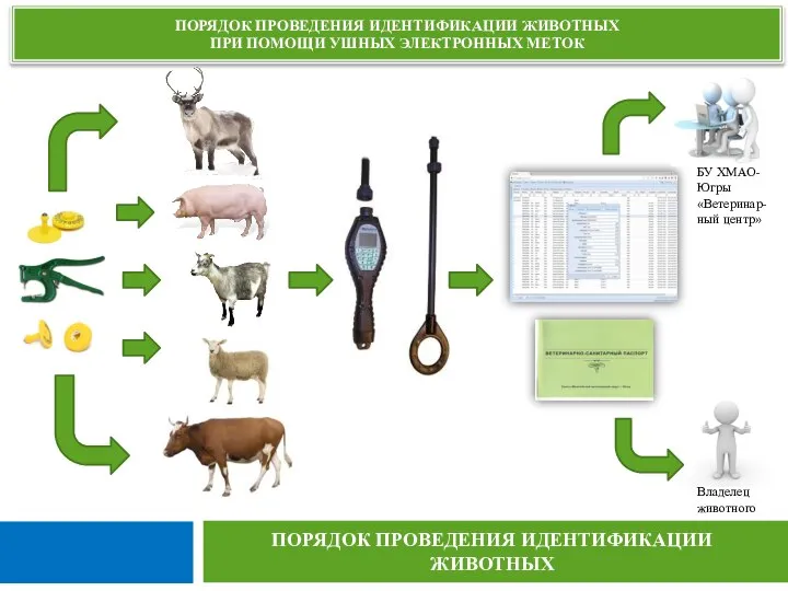 ПОРЯДОК ПРОВЕДЕНИЯ ИДЕНТИФИКАЦИИ ЖИВОТНЫХ ПРИ ПОМОЩИ УШНЫХ ЭЛЕКТРОННЫХ МЕТОК ПОРЯДОК ПРОВЕДЕНИЯ ИДЕНТИФИКАЦИИ