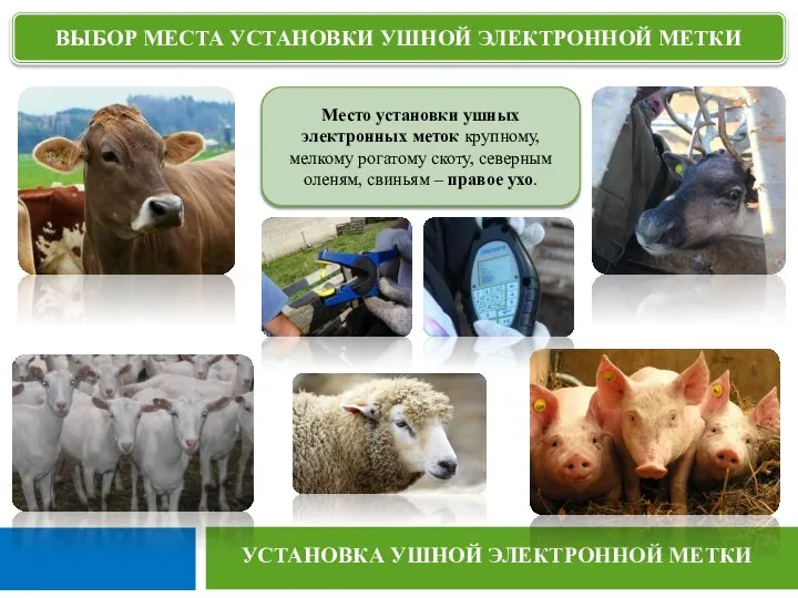 УСТАНОВКА УШНОЙ ЭЛЕКТРОННОЙ МЕТКИ ВЫБОР МЕСТА УСТАНОВКИ УШНОЙ ЭЛЕКТРОННОЙ МЕТКИ Место установки