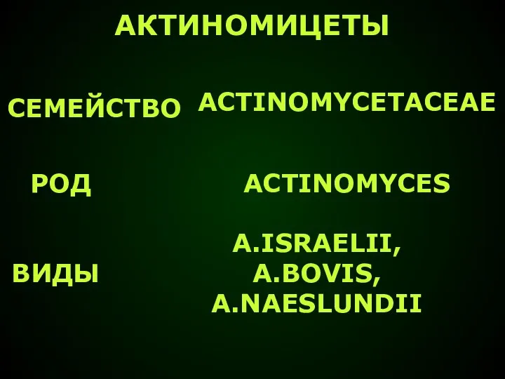 АКТИНОМИЦЕТЫ ACTINOMYCETACEAE ACTINOMYCES A.ISRAELII, A.BOVIS, A.NAESLUNDII СЕМЕЙСТВО РОД ВИДЫ